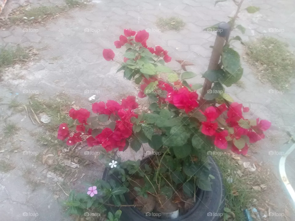 flower