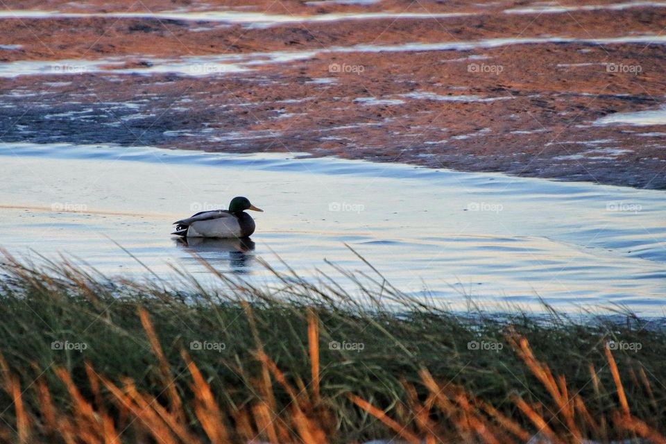 A duck tries to swim on the almost frozen North Sea at sunset between grass and snowy beach 