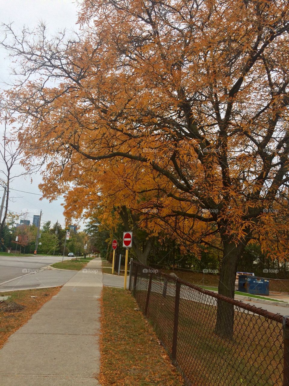 Autumn in Toronto 