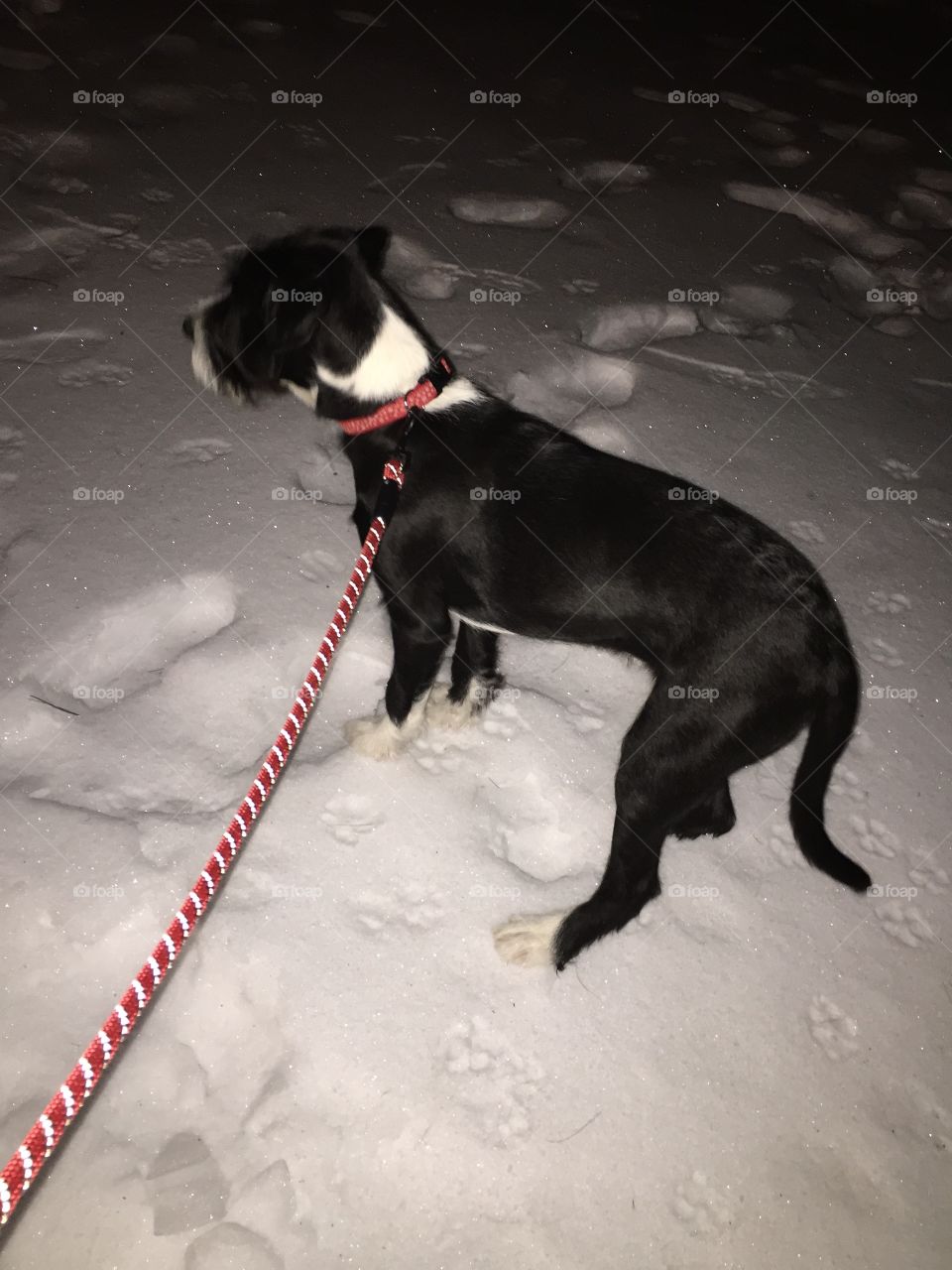 Dog, One, Snow, No Person, Winter