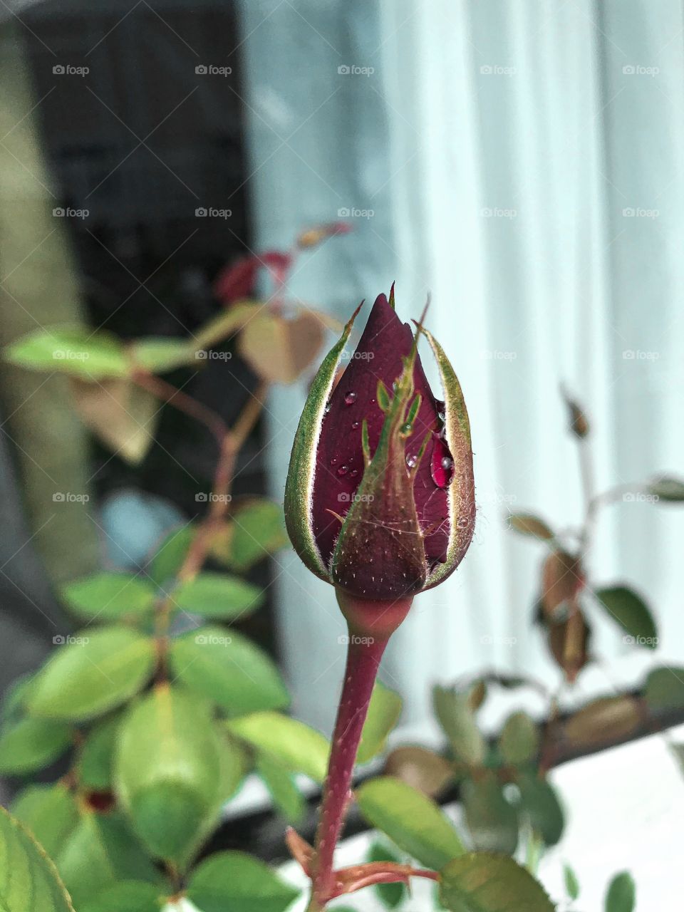 Red roses 