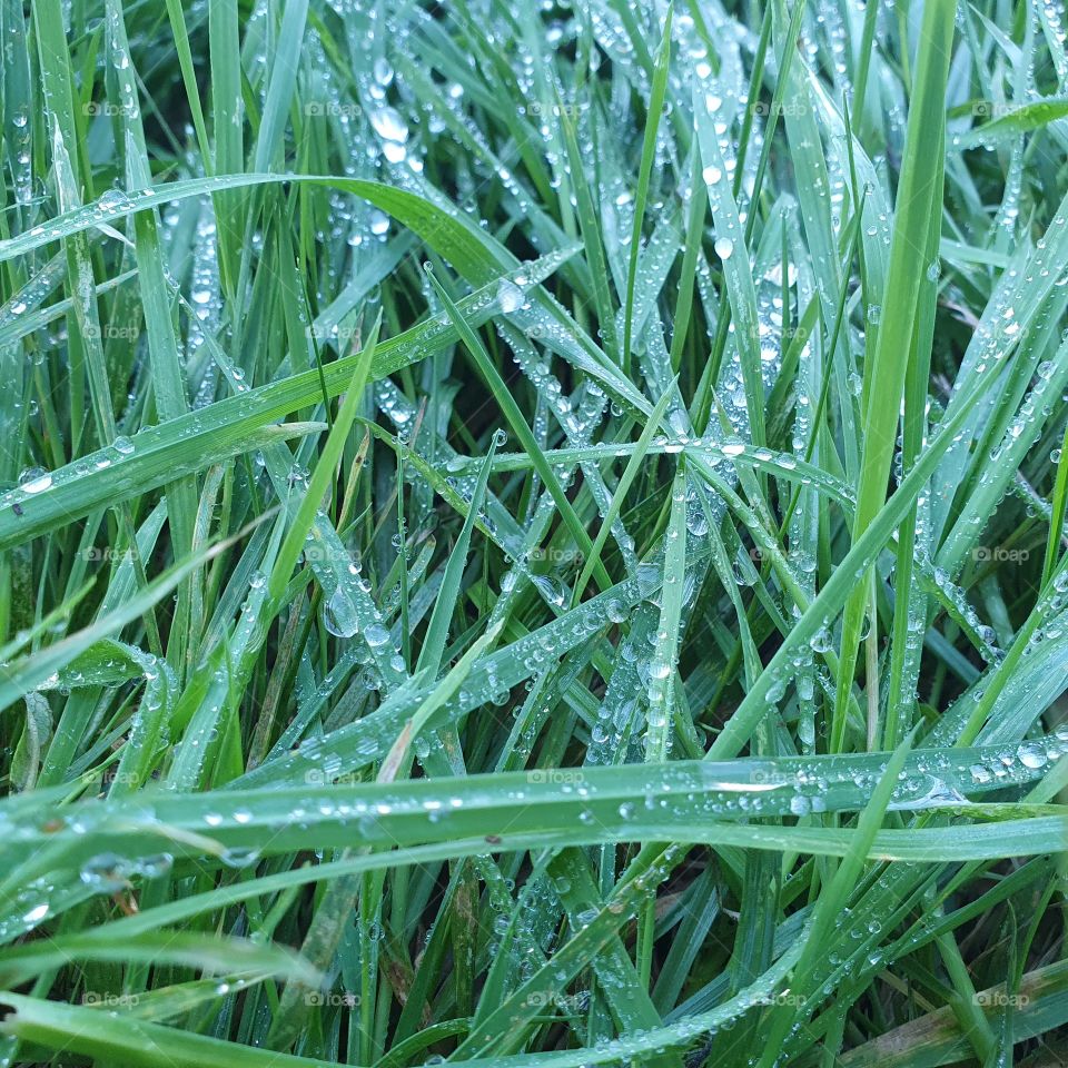 The raindrops on the long green grass already indicate autumn in the Netherlands