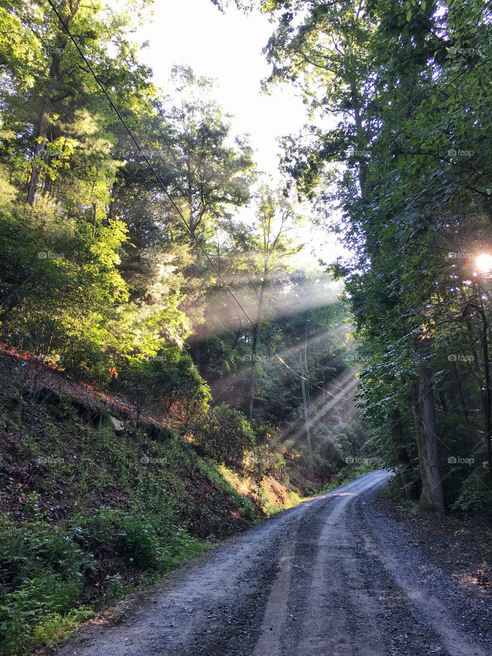 Sun streaks through spring foliage on a dirt mountain road in a forest. 