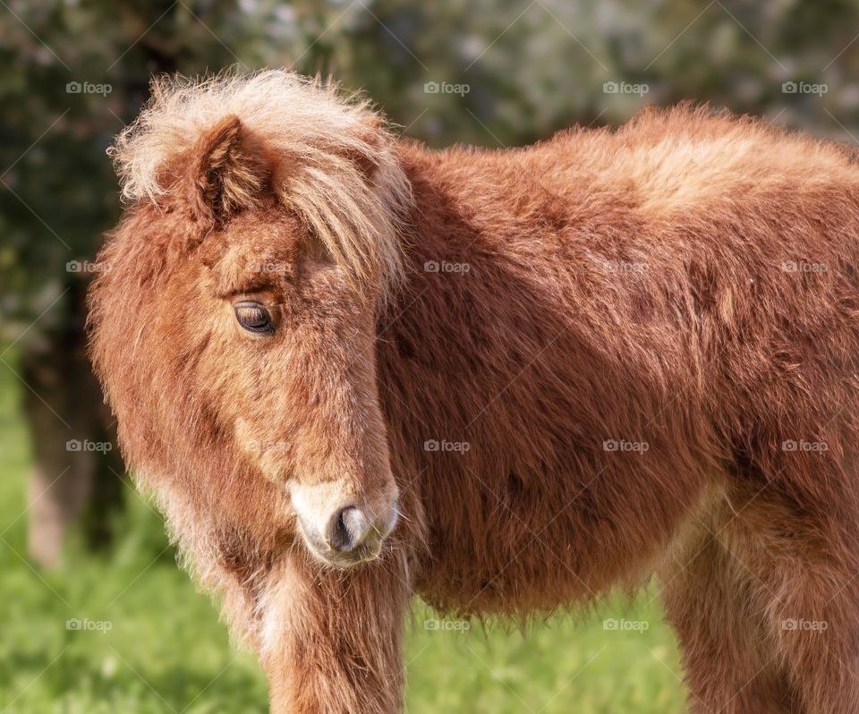 Rusty red/orange Shetland pony against a grassy background 