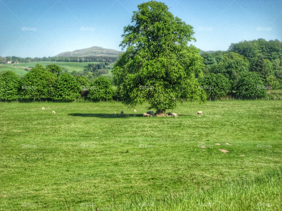 Idyllic Pasture