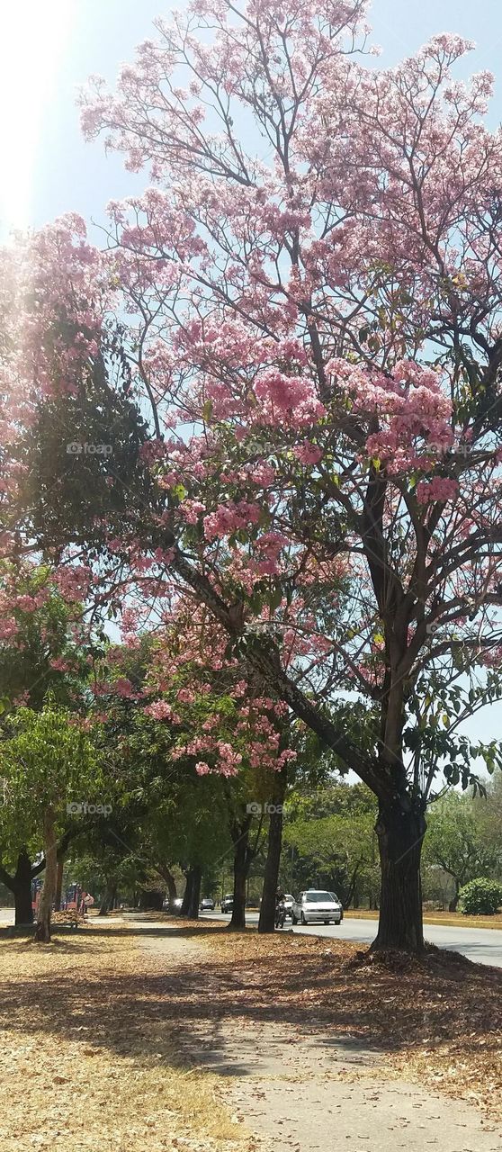 beautiful spring pink flower tree