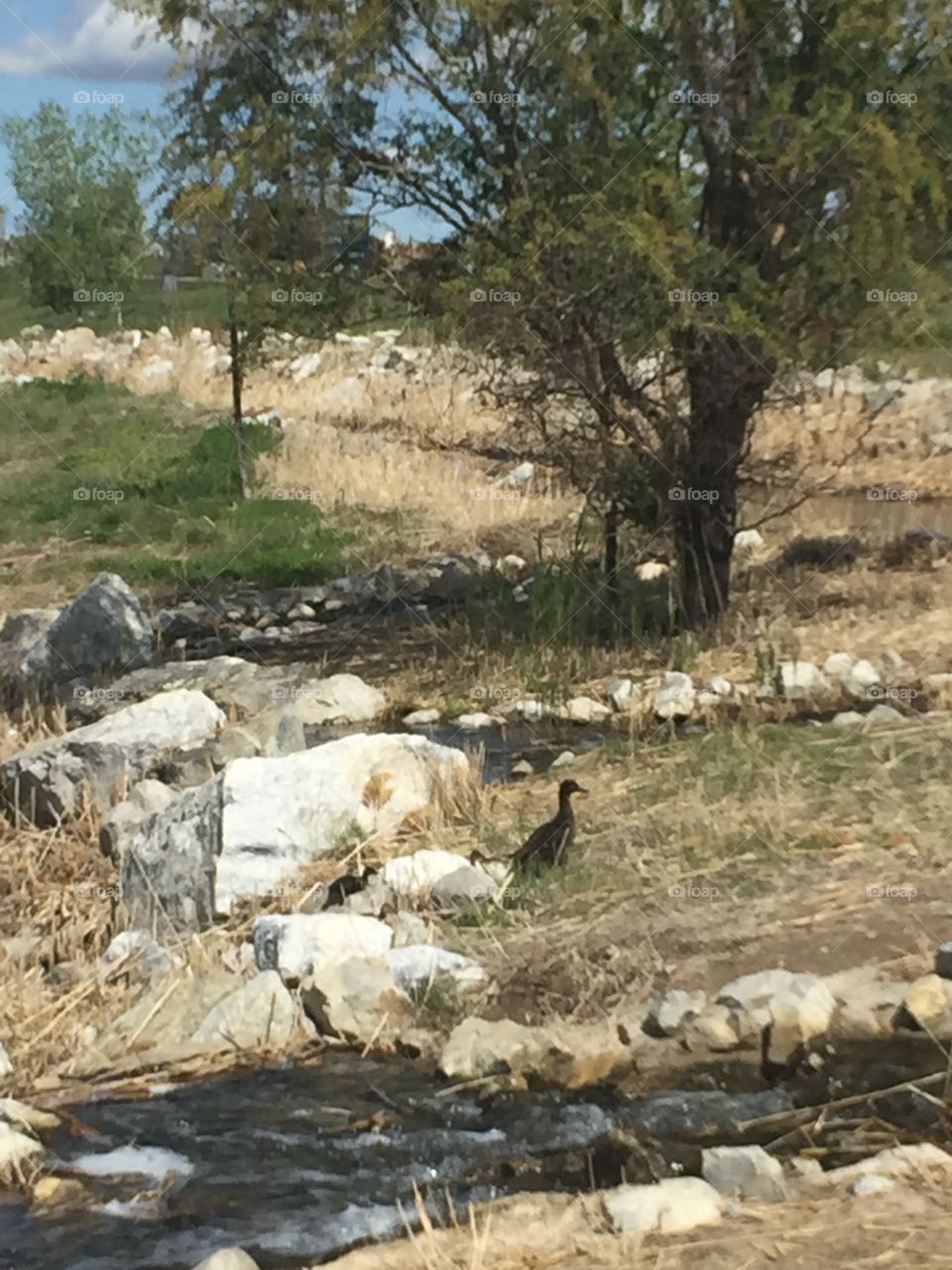 Baby Ducks and Mommy Ducks in Oquirrh Lake Park, South Jordan, Utah. In Daybreak. Copyright © CM Photography. May 2019. 