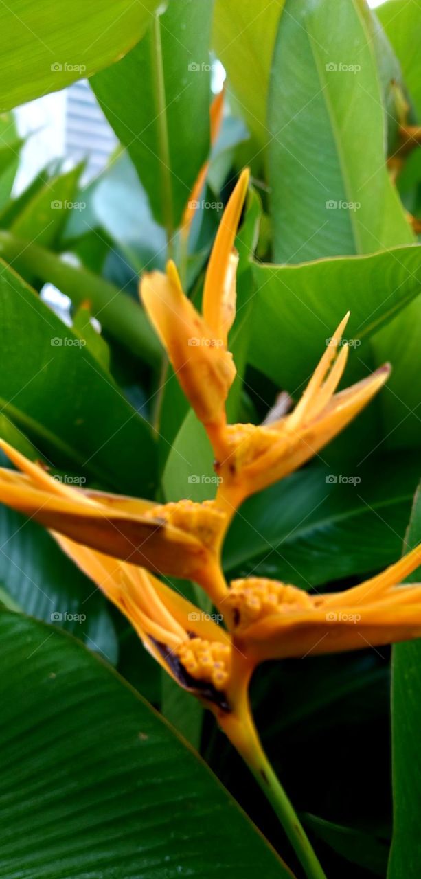 Heliconia psittacorum is a species of flowering ornamental plant native to the Caribbean and South America.