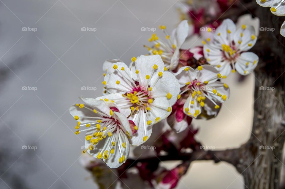 Branch of blossoming apricot.