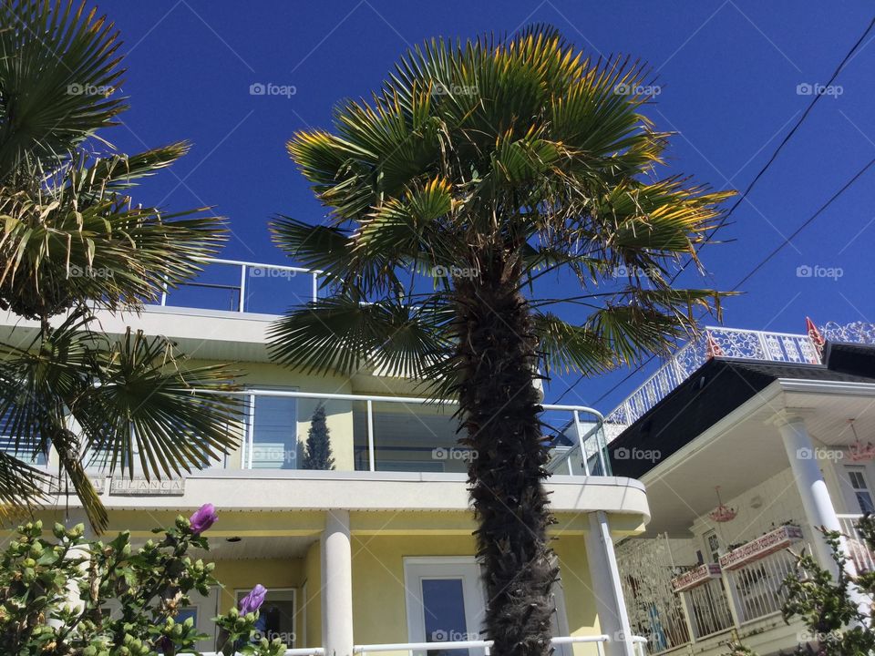 Palm Tree in Front of a Home