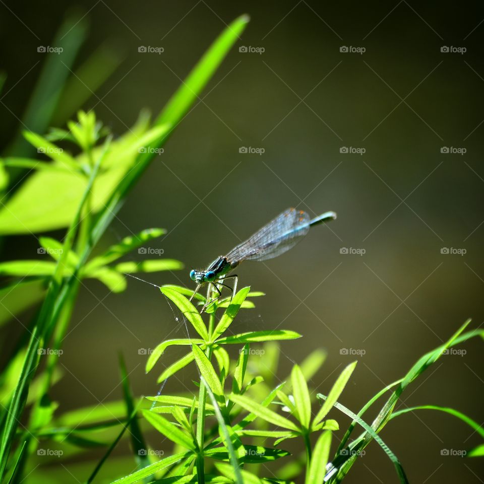 Dragonfly on plant