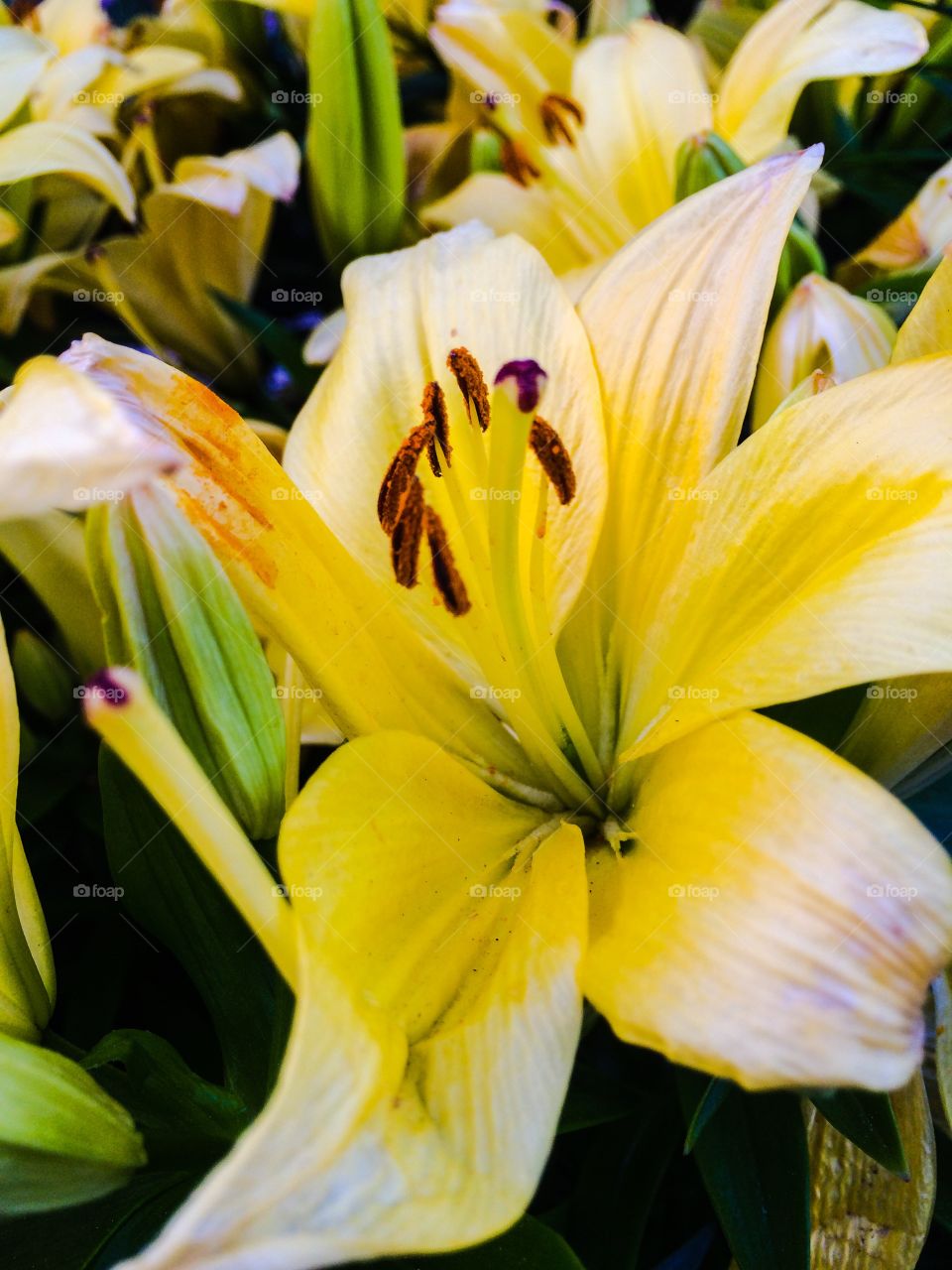 Yellow and White Bloom. The colors of spring can be amazing!