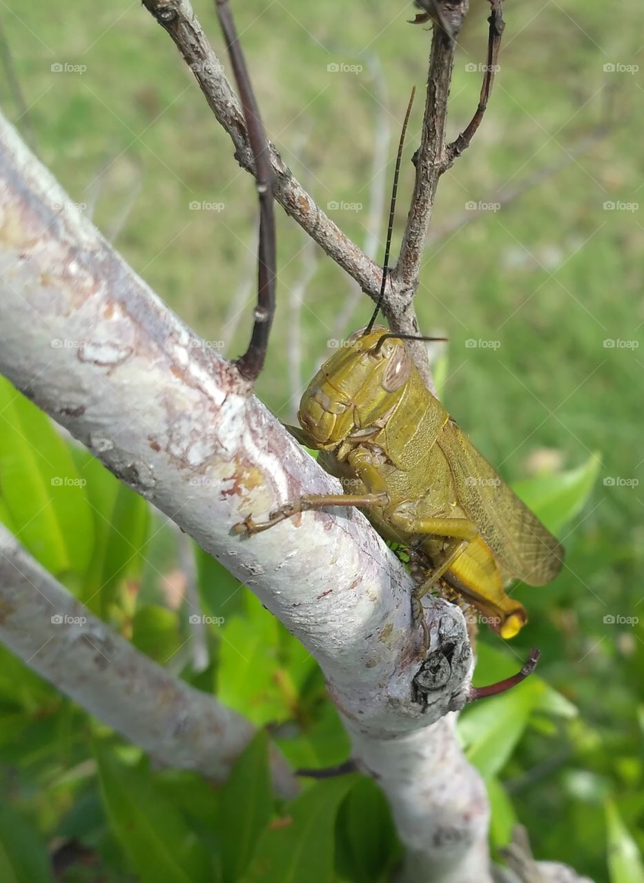 giant grasshopper at some a tree