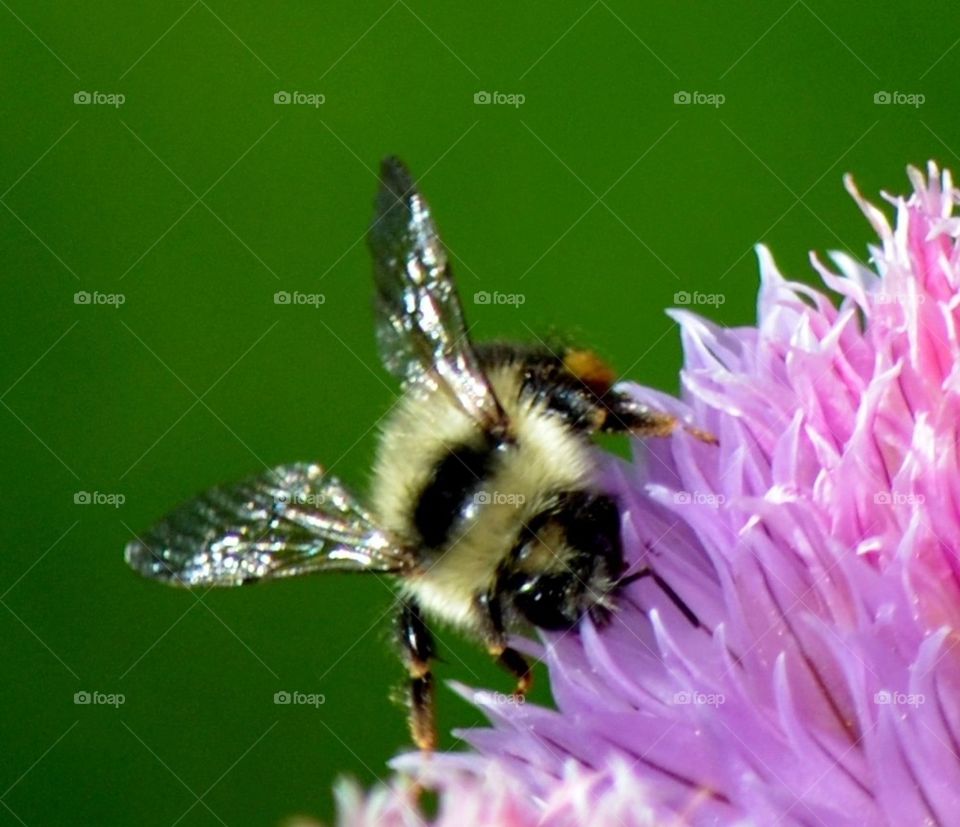 in the chives