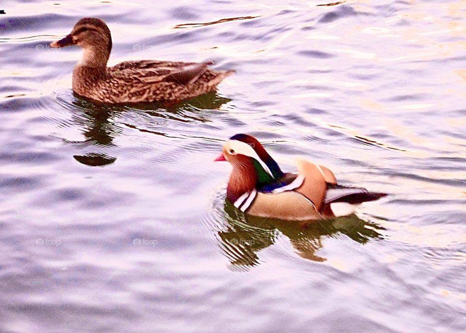 These colorful wood ducks at the local pond are fun to watch. A relaxing evening indeed!