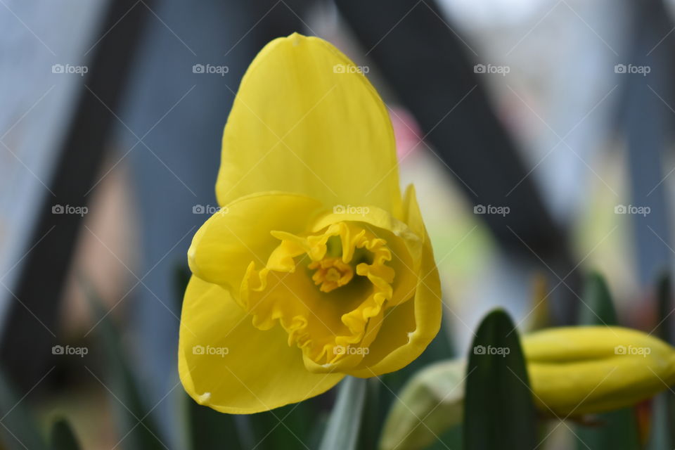 DAFFODIL