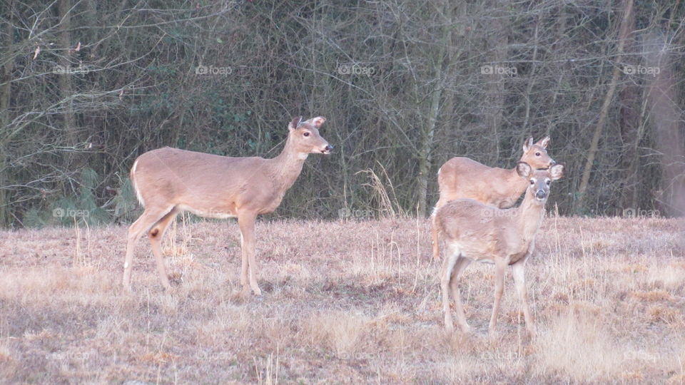 Whitetail deer in the pasture