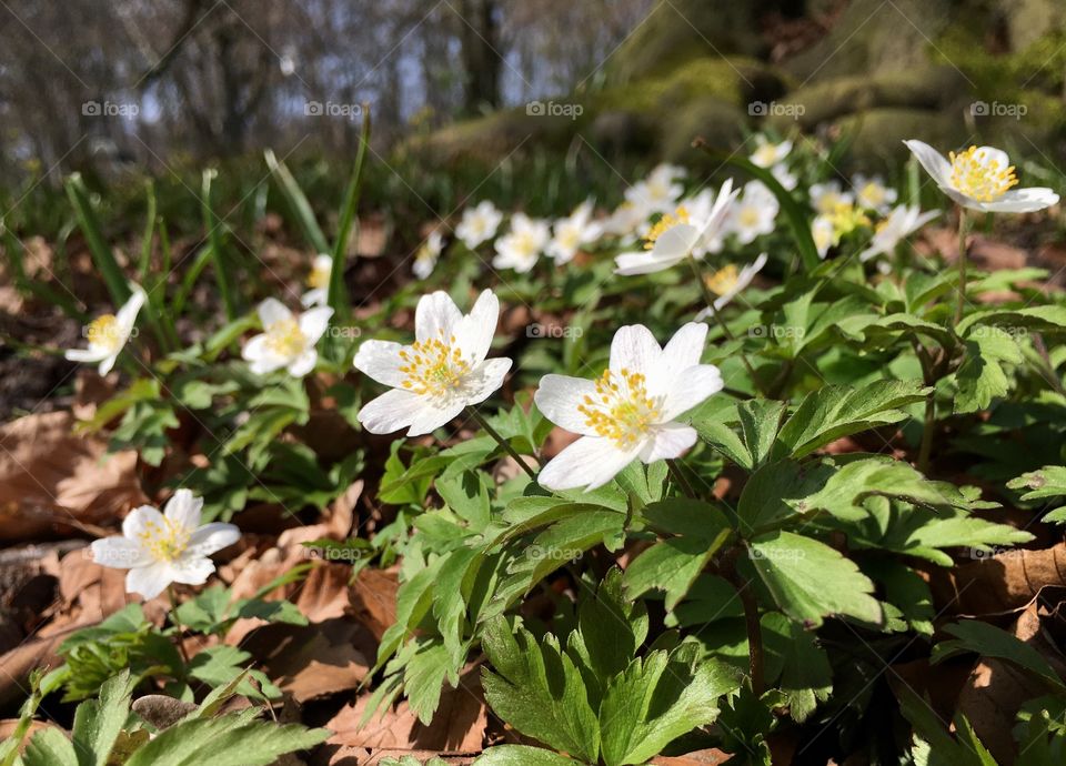 Spring flowers in the park.