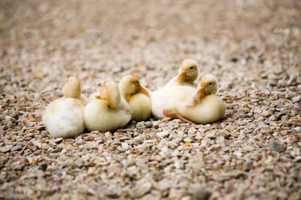 5 ducks are resting on a rocky ground
