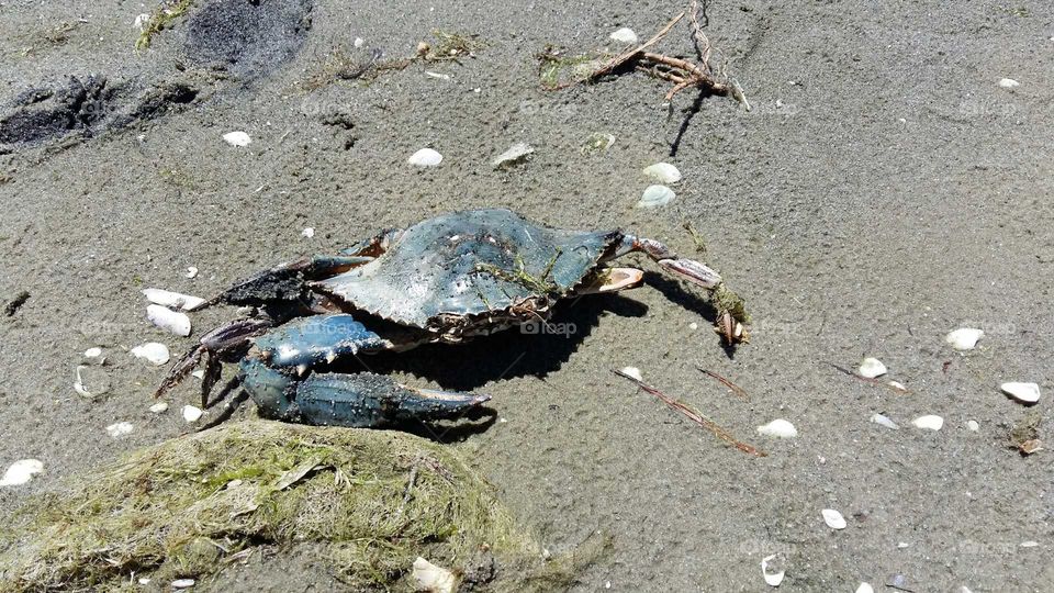 Blue crab