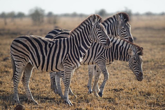 Zebra