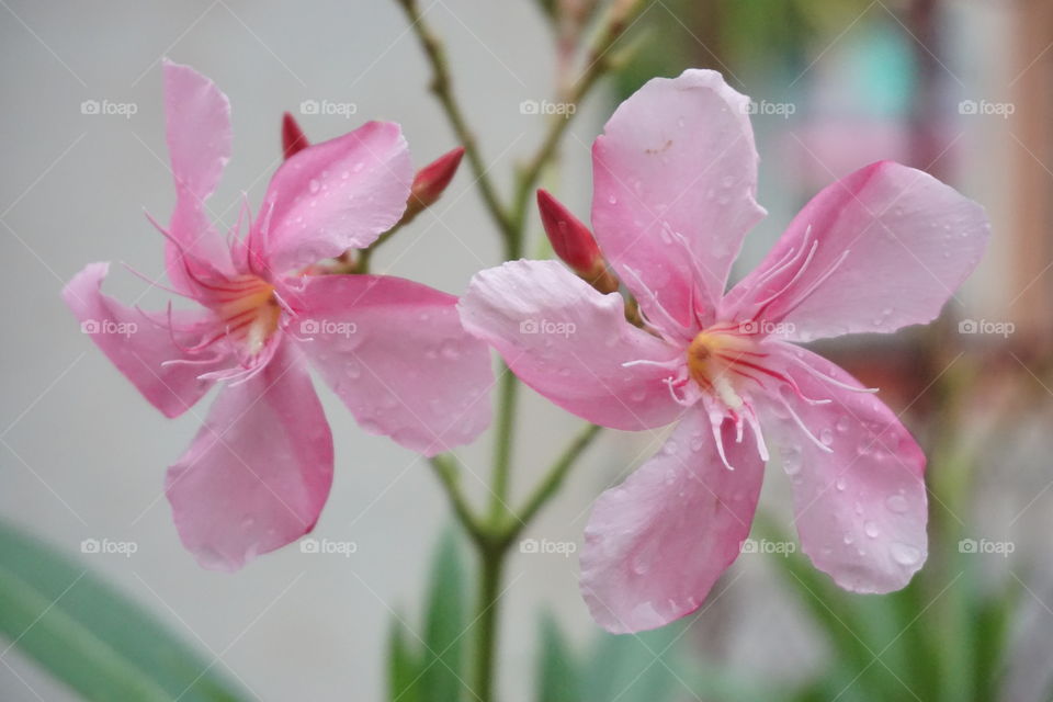 Nerium Oleander flowers