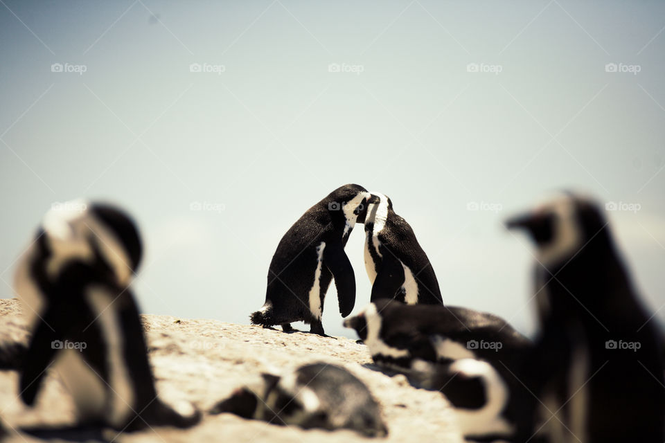 Cape Penguin - Affection