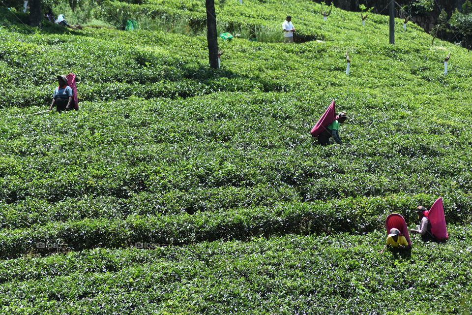 Tea plucking ladies are working hard.. # high respect