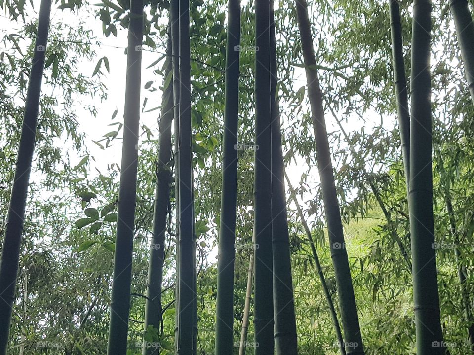 Bamboo growing out of a mountain in Japan.