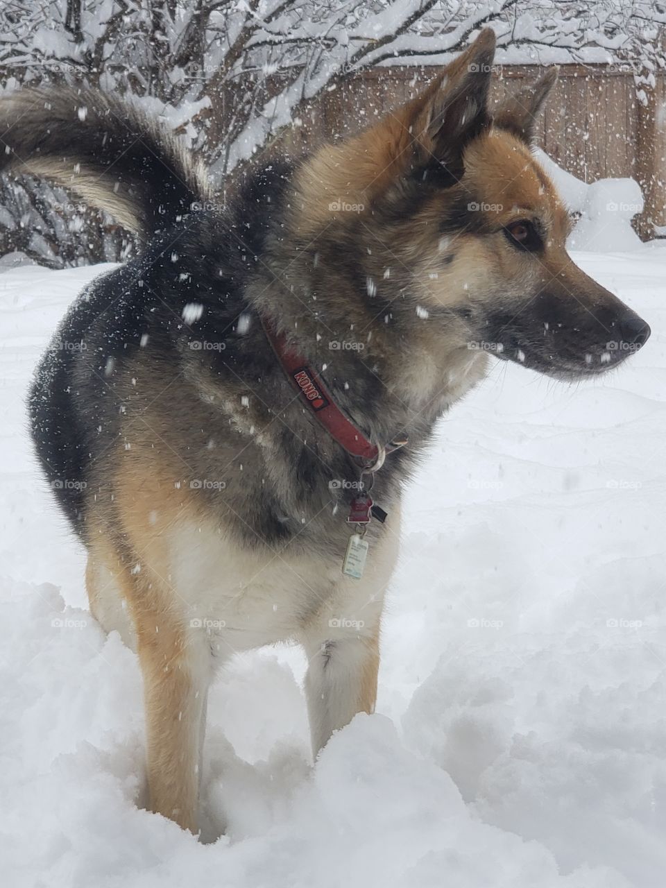 dog in snow