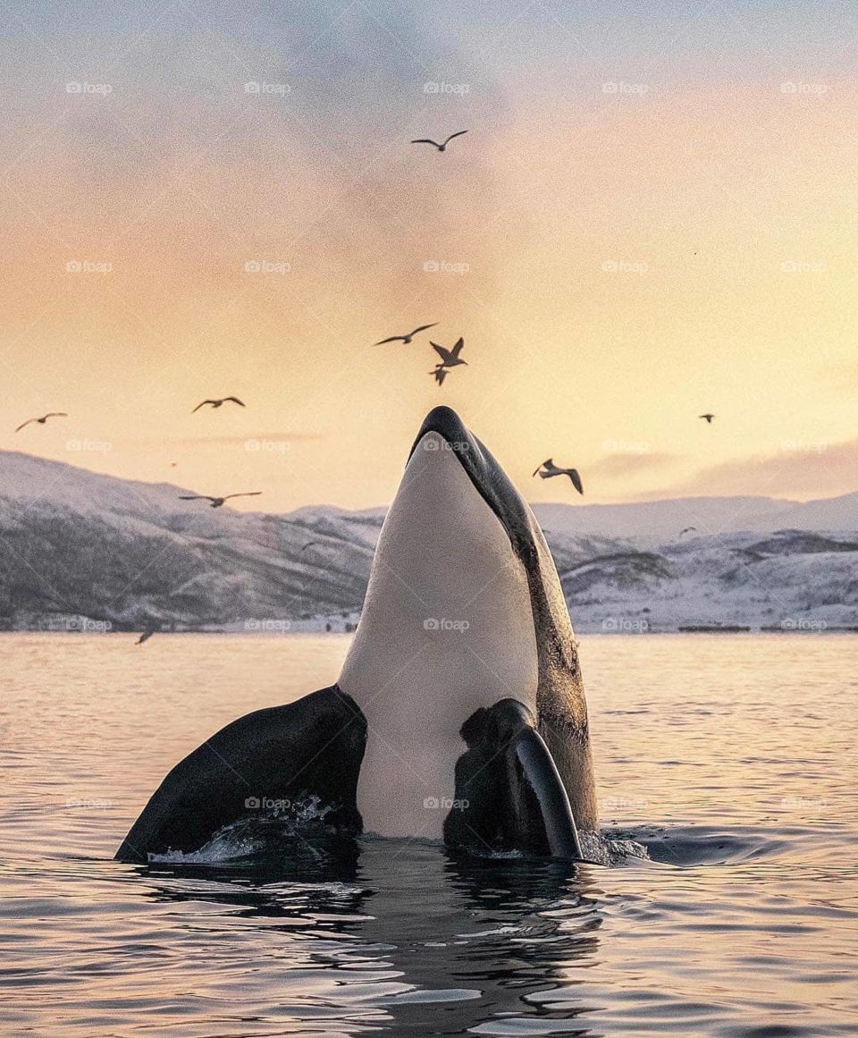 Orca showina off in Tromsø, Norway..