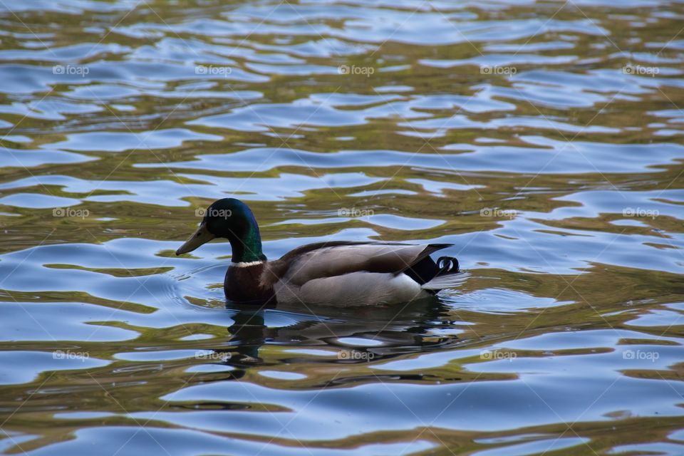 duck on the water