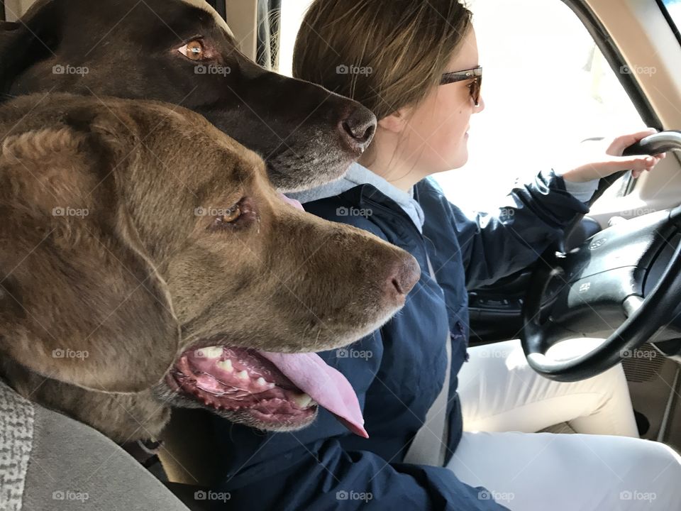 Female driving with dogs