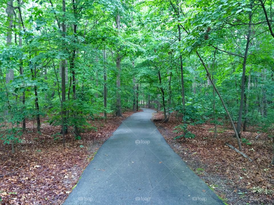 Forest trail 