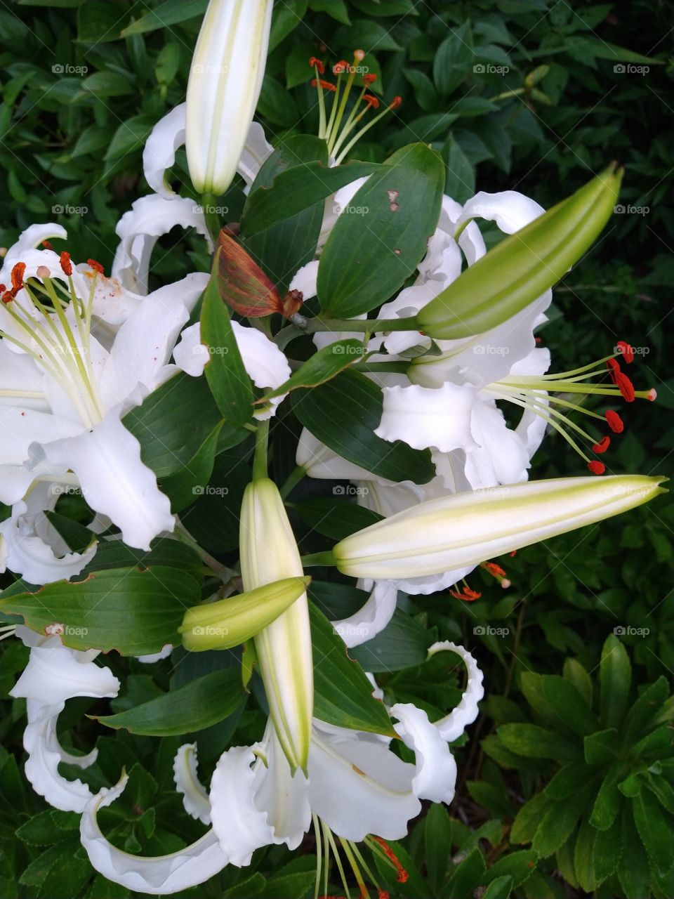 White Easter lily