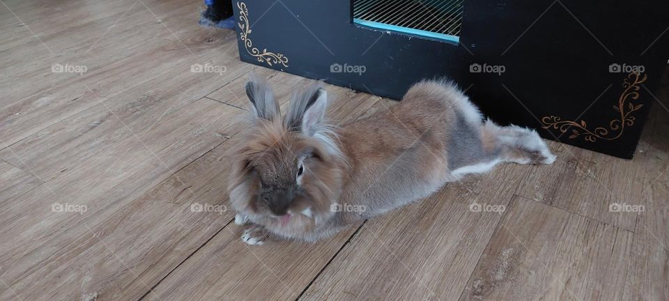 Year of the bunny. cheeky bunny sticking tongue out. Free roaming pet rabbit