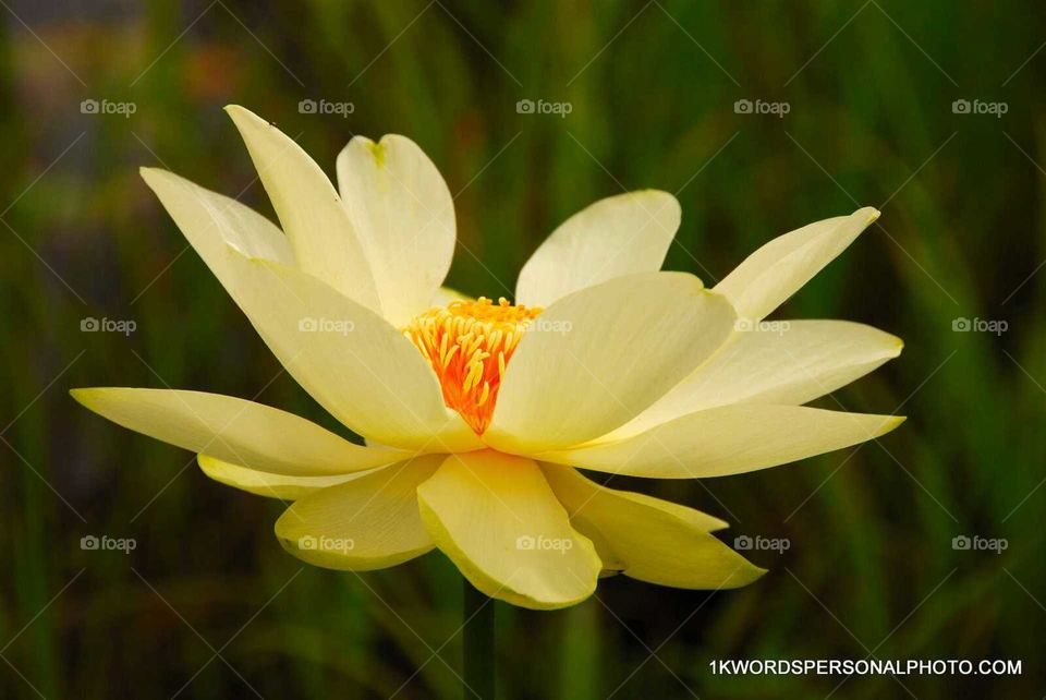 Water Lilly Flower