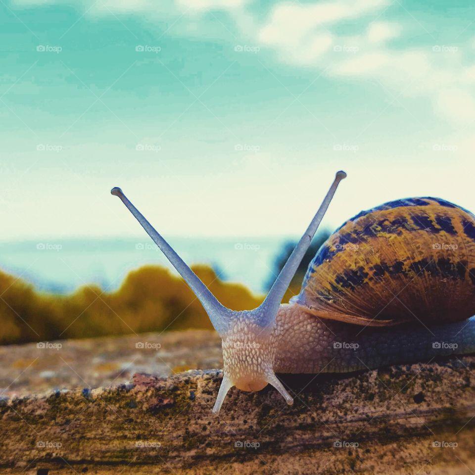 Shelly. the snail