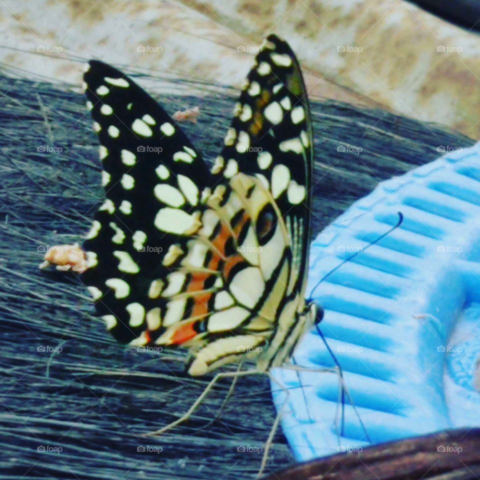 Butterfly perched on broom injuk