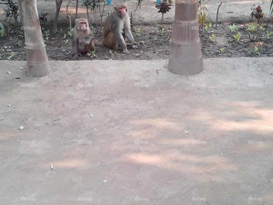 monkey in park
