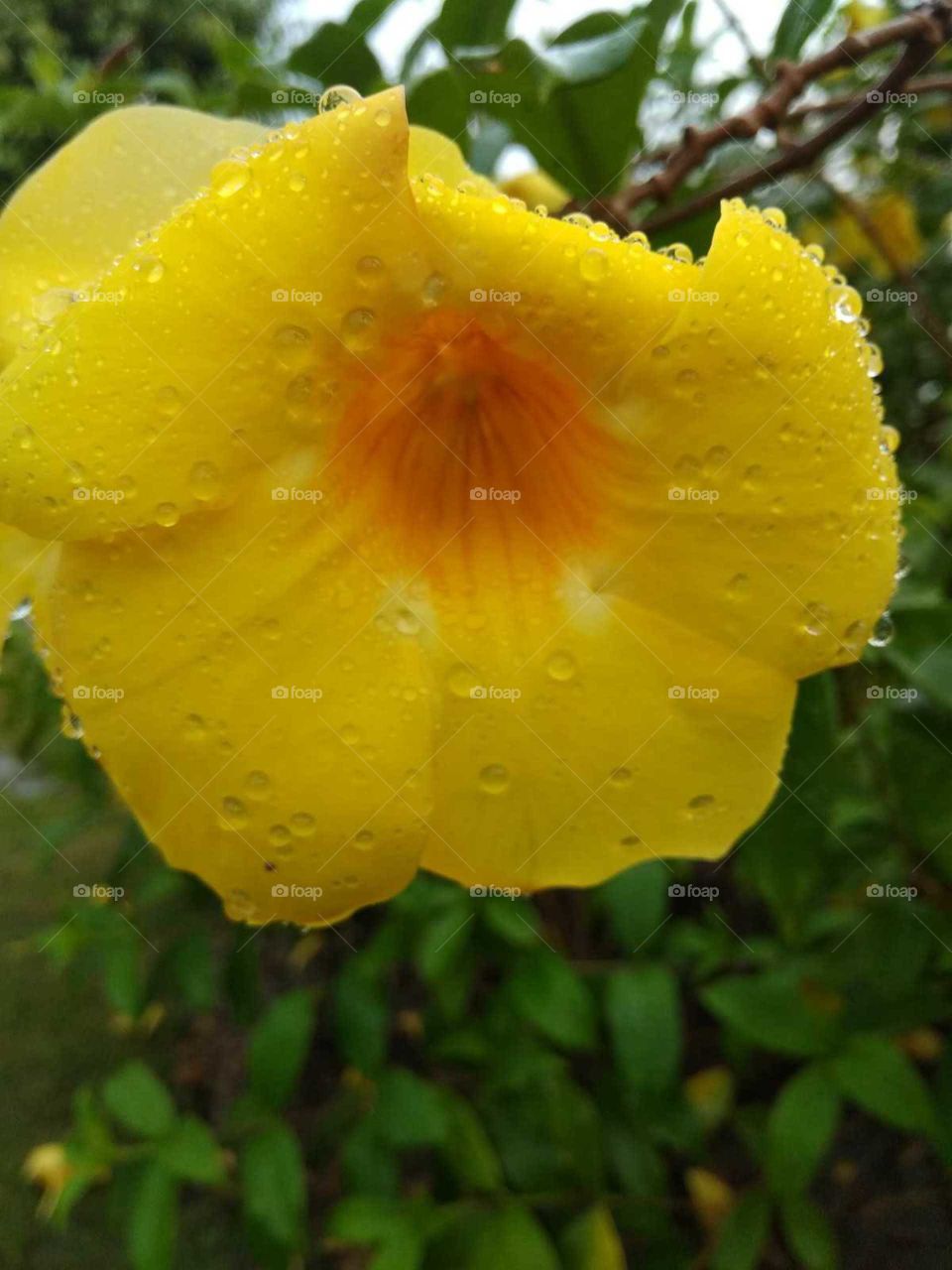 rain drops in flower