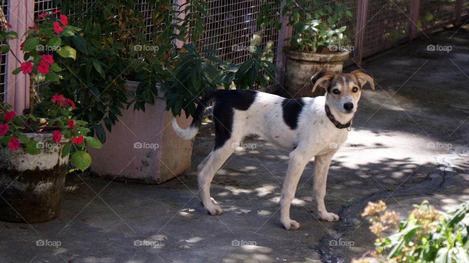 A white dog, with attractive patches of colour on its face and body.