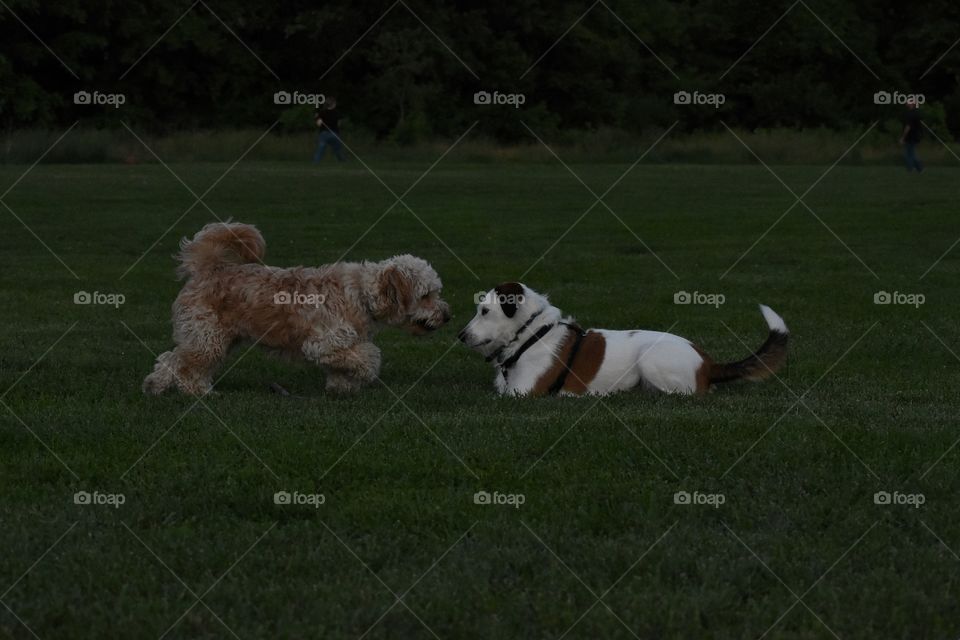 Dogs playing in field of grass on summer evening 