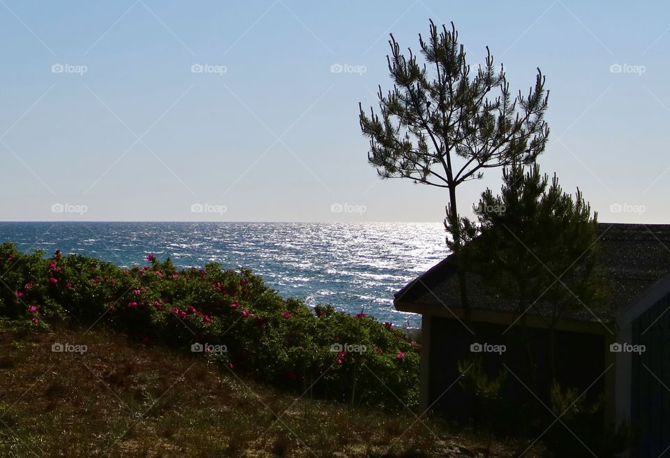 Roses by the sea