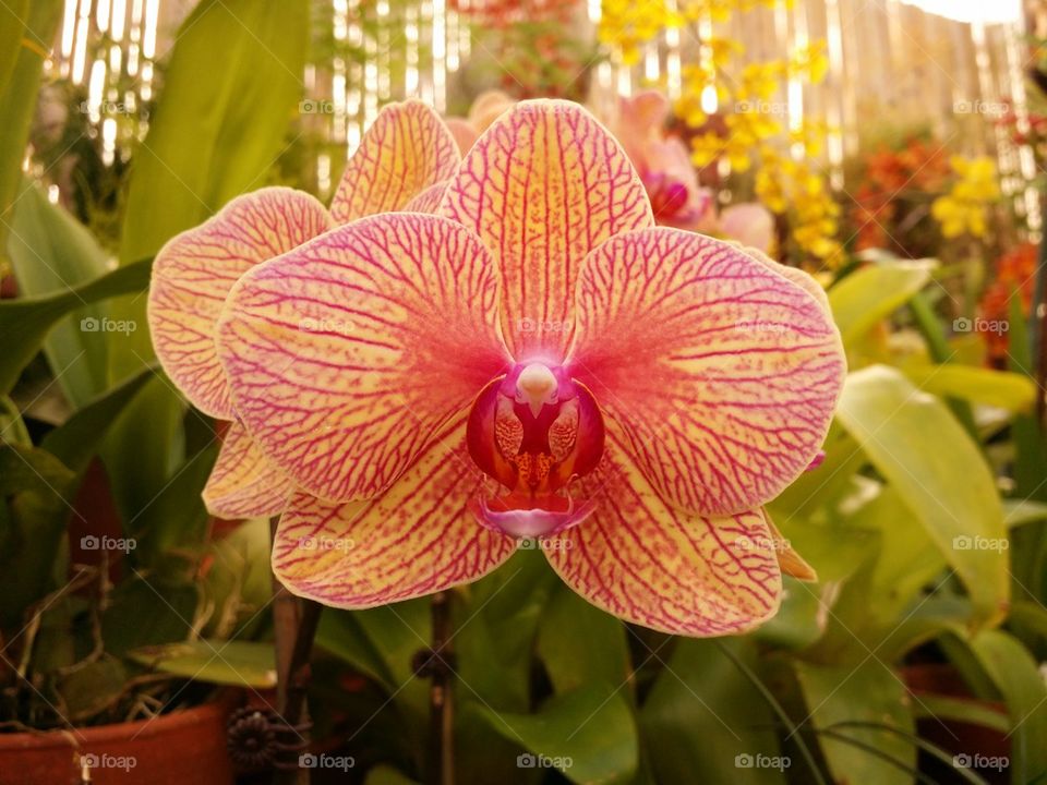 Fancy Orchid