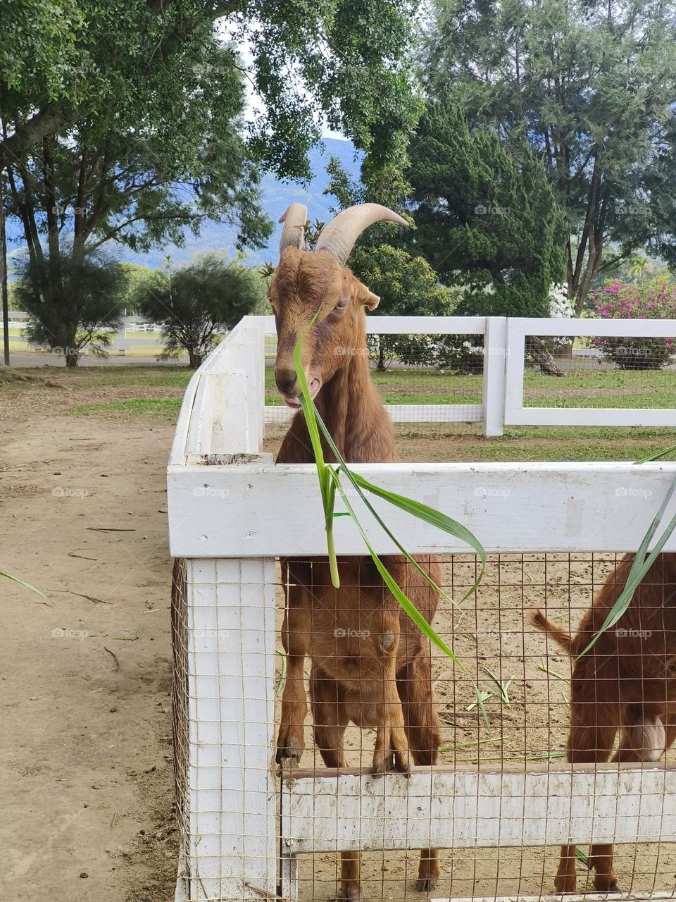 Sheep at Chulu Ranch in Beinan Township