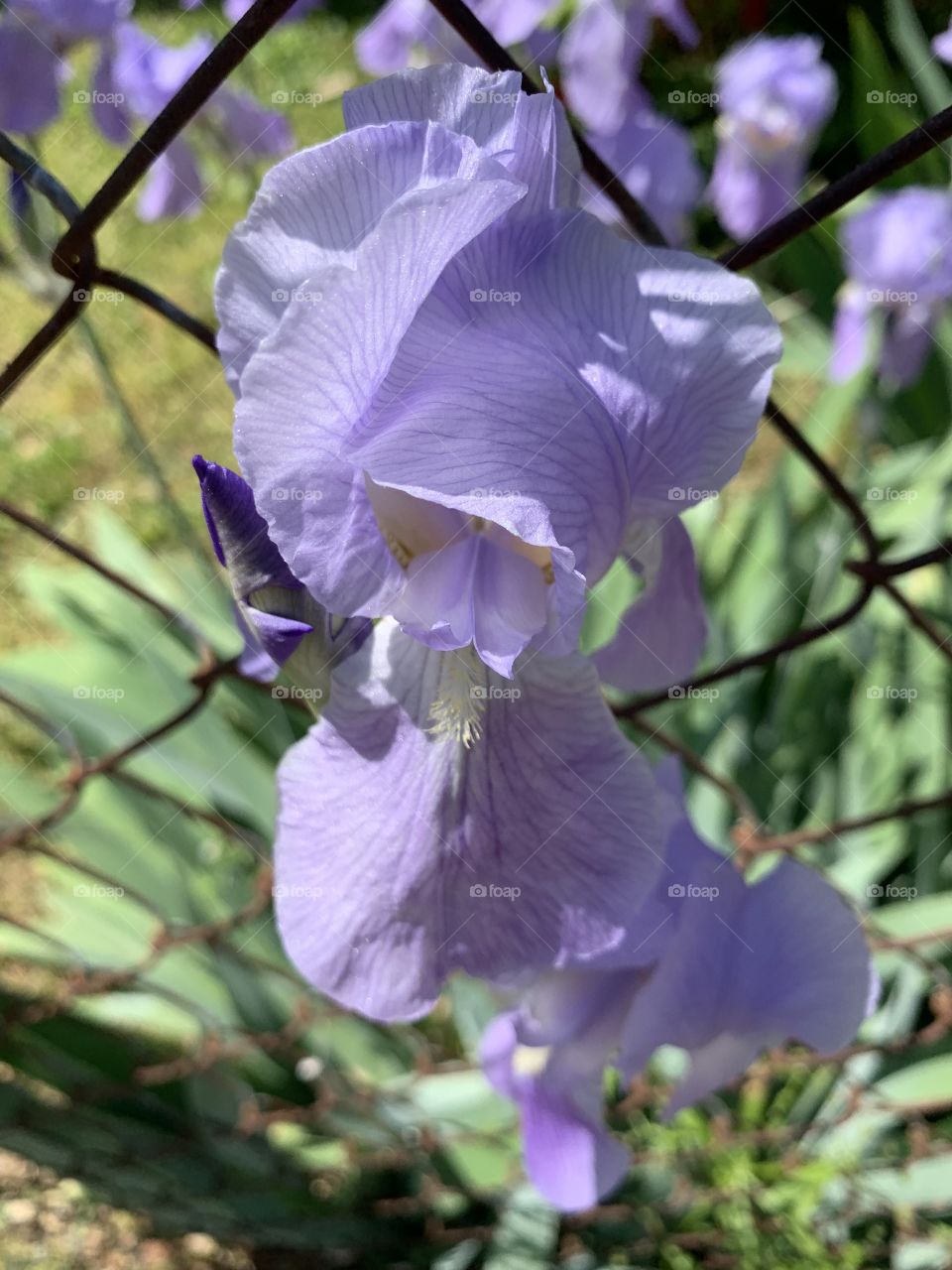 Purple irises floral florist spring
