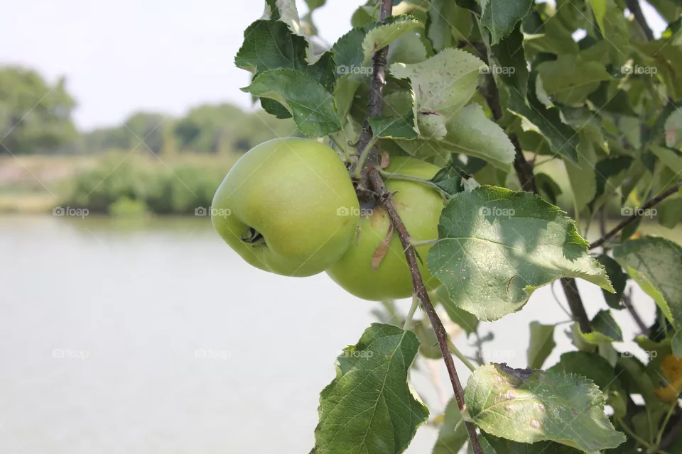 Apple