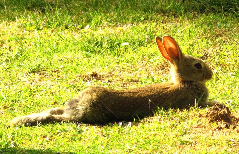 cute rabbit