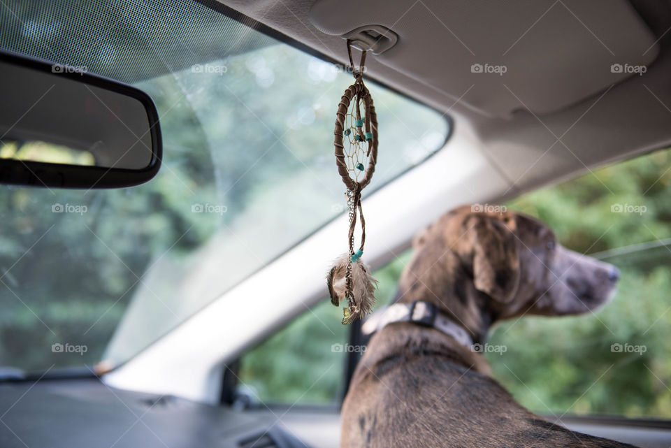 Dreamcatcher hanging from inside of a car with a dog in the passenger seat in the background